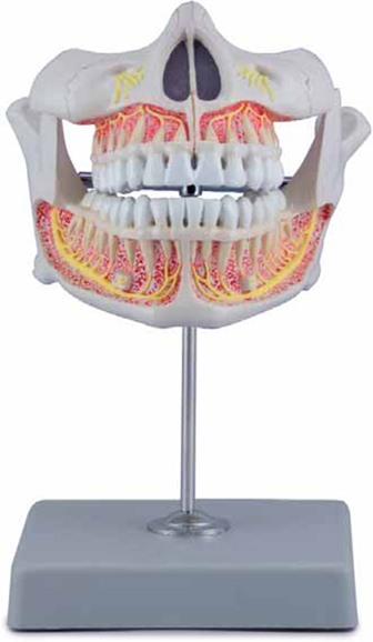 Permanent Teeth Model